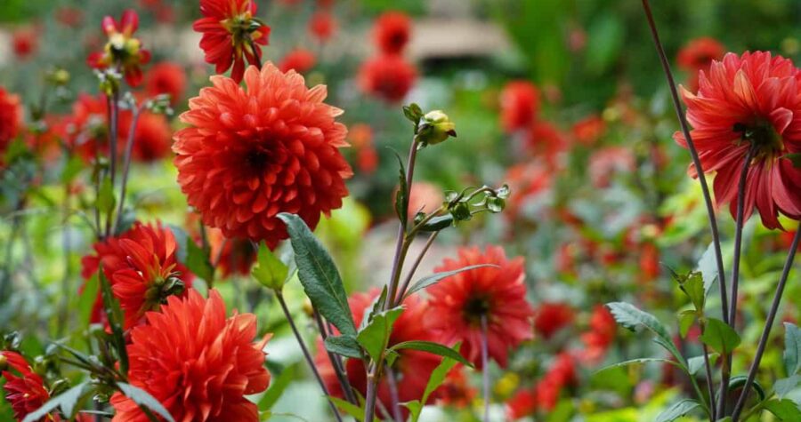 Bright red dahlias in full bloom, lush green leaves, blurred garden background, unopened buds, floral display, natural outdoor setting