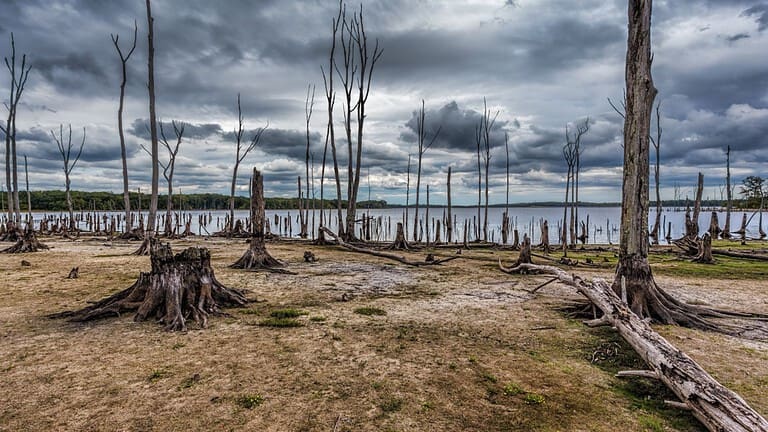 Dead Trees in the forest around a lake with low water levels