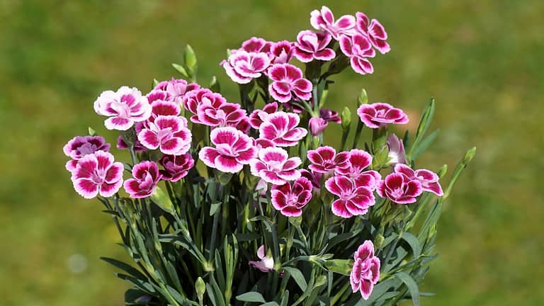 9 Perennials Every Baby Boomer Remembers Seeing in Their Childhood Yard