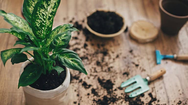 Dieffenbachia plant potted with new soil into new modern pot, and gardening stylish tools