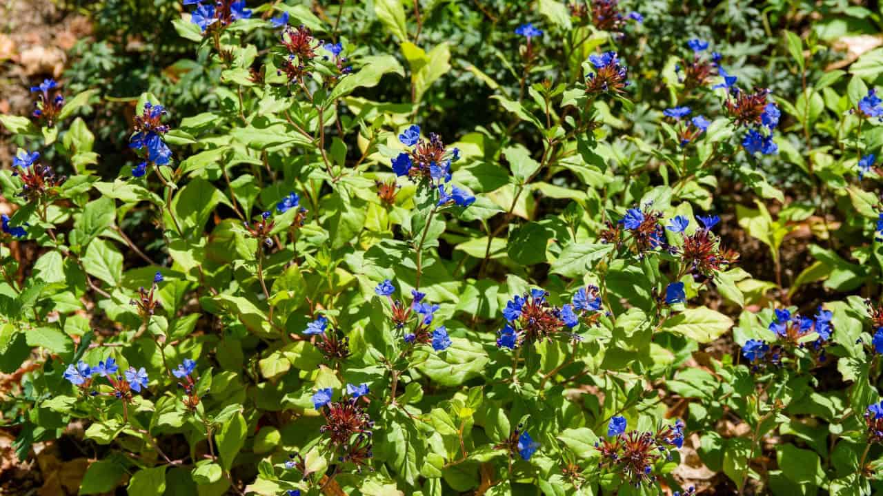 Small blue flowers with yellow centers scattered among dense green foliage, bright sunlight illuminating the plants, close-up view of wildflowers