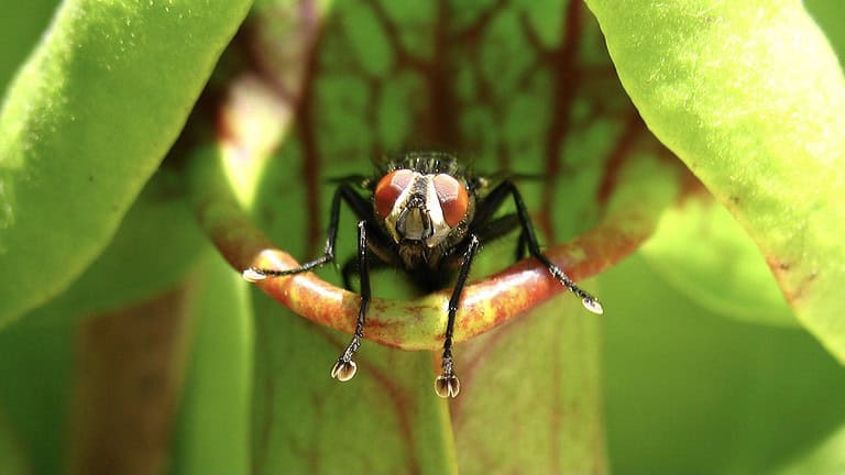 Fly inside Trumpet Pitcher