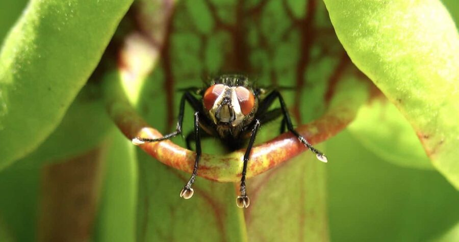 Fly inside Trumpet Pitcher