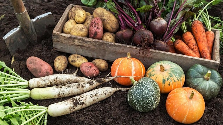 Fresh picked produce from garden, vegetables, Autumn harvest of fresh raw carrot, beetroot, pumpkin, daikon radish and potato on soil ground in garden