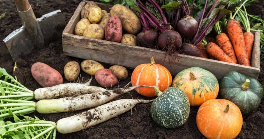 Fresh picked produce from garden, vegetables, Autumn harvest of fresh raw carrot, beetroot, pumpkin, daikon radish and potato on soil ground in garden