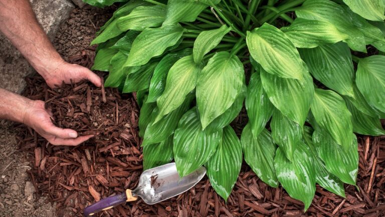 Gardener's hands in gardening gloves hold recycled tree bark, natural brown color mulch for trees and beds. Recycling and sustainability