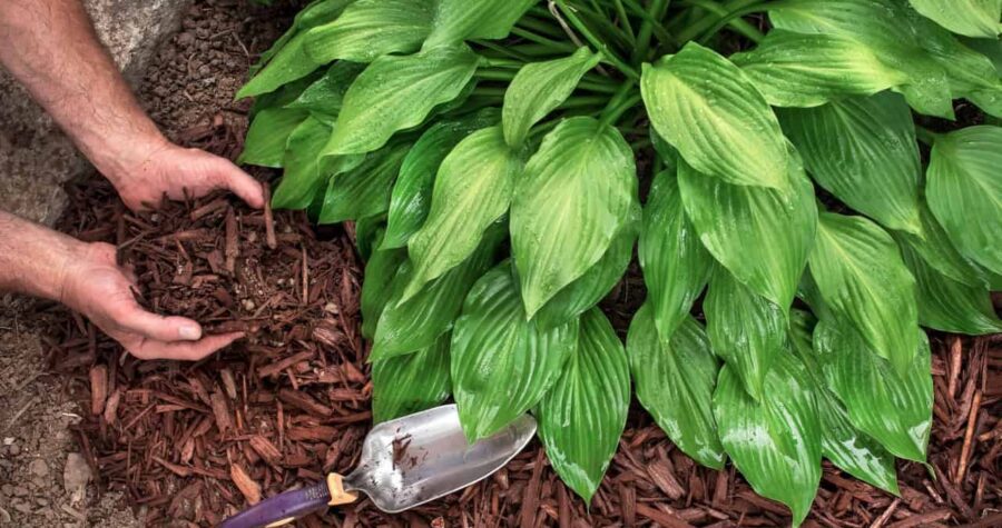 Gardener's hands in gardening gloves hold recycled tree bark, natural brown color mulch for trees and beds. Recycling and sustainability