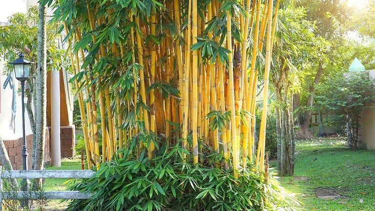 Tall golden bamboo stalks with green leaves growing in a garden setting with sunlight filtering through