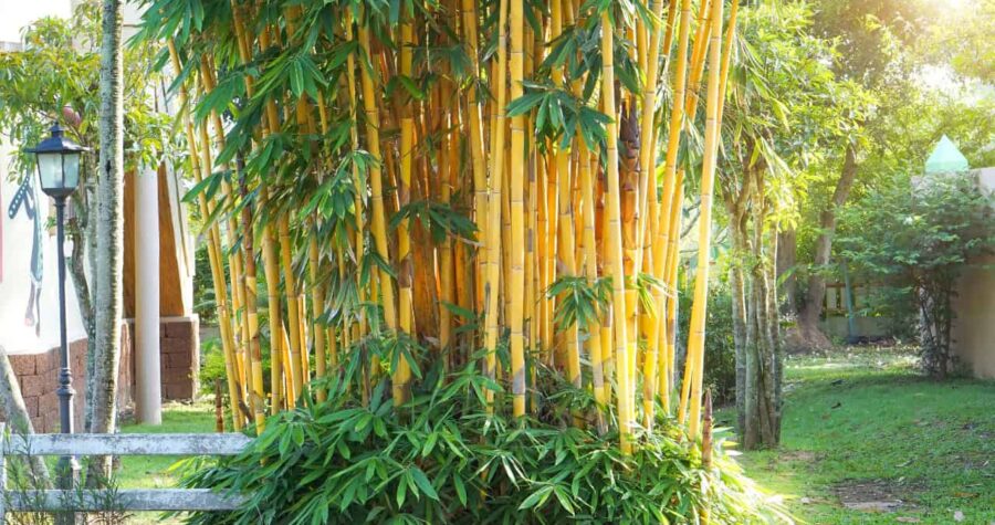 Tall golden bamboo stalks with green leaves growing in a garden setting with sunlight filtering through