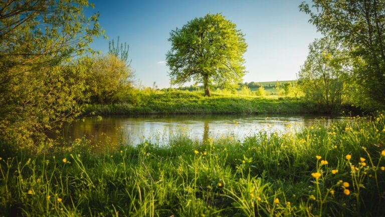Gorgeous spring view of a blooming meadow by the river with a lone tree on the shore. River Seret, Ukraine, Europe. Idyllic and ecological pure area. Photo wallpapers. Discovery the beauty of earth