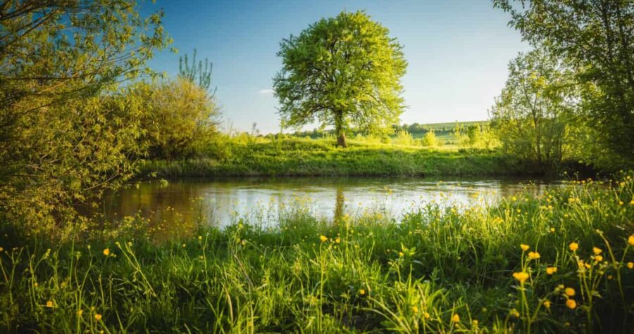 Gorgeous spring view of a blooming meadow by the river with a lone tree on the shore. River Seret, Ukraine, Europe. Idyllic and ecological pure area. Photo wallpapers. Discovery the beauty of earth