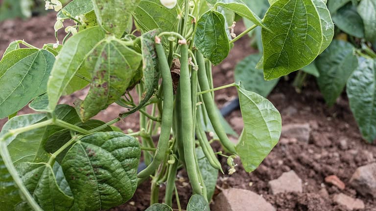 Green bean plant growing in brown soil, showing hanging pods among broad leaves on thin stems