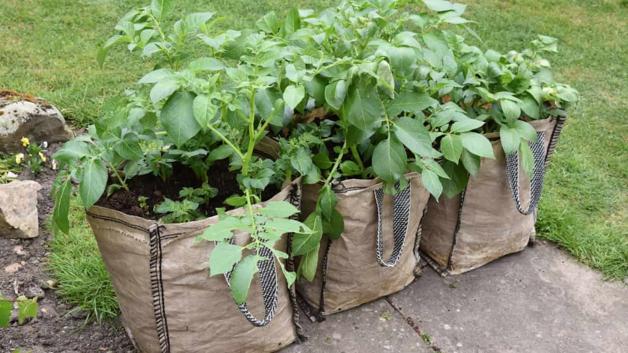 Green leafy plants growing in large burlap or fabric grow bag, outdoor container gardening, vegetable cultivation