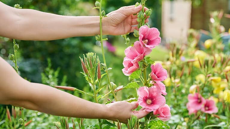 19 Flowers That Attract More Pests Than Pollinators