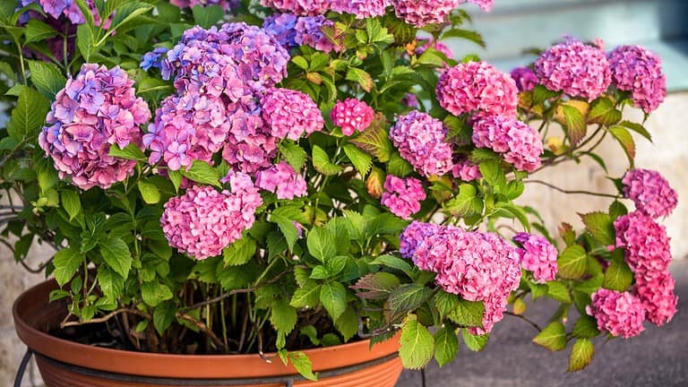 Potted Hydrangea plant, vibrant pink and purple blossoms, lush green leaves, outdoor garden setting, decorative container, blooming in sunlight