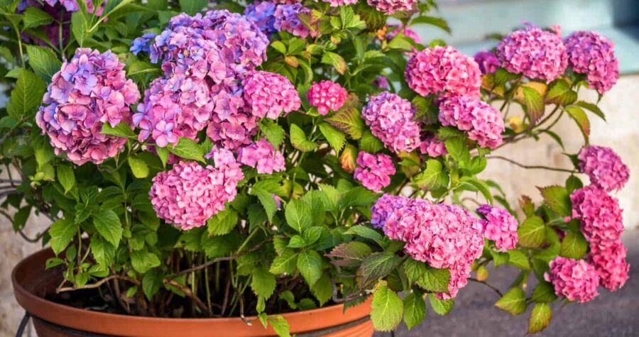 Potted Hydrangea plant, vibrant pink and purple blossoms, lush green leaves, outdoor garden setting, decorative container, blooming in sunlight