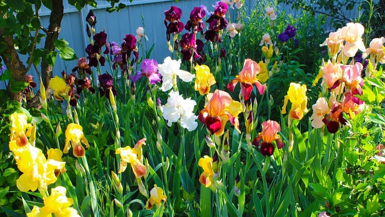 A vibrant iris flower garden, purple, yellow, and white irises in full bloom, tall green stems, flowers swaying in the breeze, colorful spring scene, lush garden bed