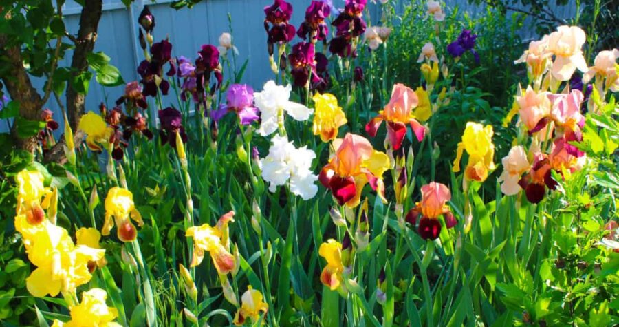 A vibrant iris flower garden, purple, yellow, and white irises in full bloom, tall green stems, flowers swaying in the breeze, colorful spring scene, lush garden bed