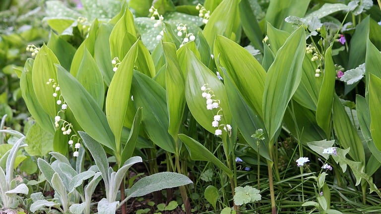 12 Poisonous Plants That Could Be Hiding in Your Yard