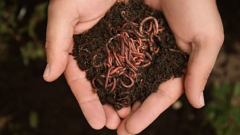 Man holding worms with soil, closeup