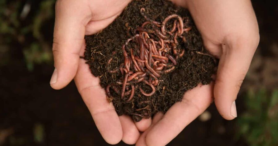 Man holding worms with soil, closeup