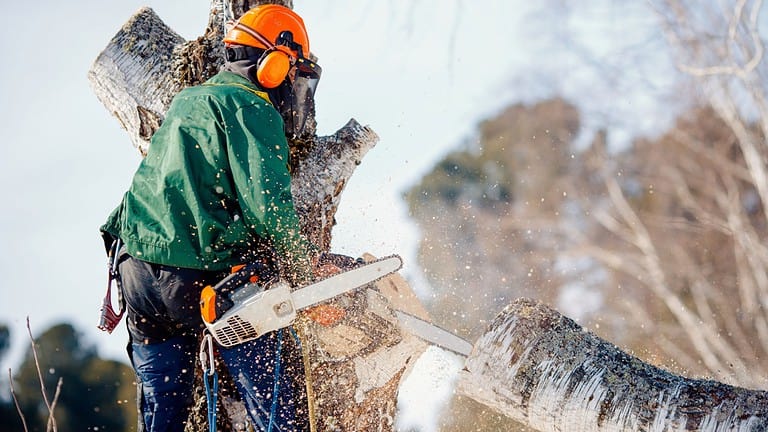 Man saws sawmill with chainsaw at height with insurance