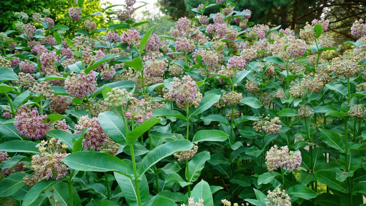 Flowering plants in a garden, clusters of purple-pink flowers, lush green foliage, plant close-up, vibrant garden setting, blooming flowers attracting pollinators, flowering milkweed