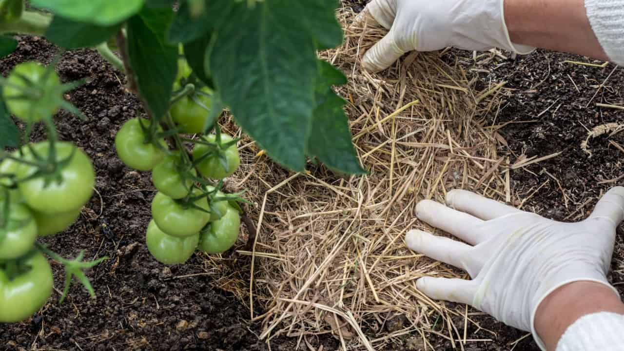 Organic mulching tomatoes. Woman is placing natural mulch (straw) around the stems of tomato, care of tomatoes concept
