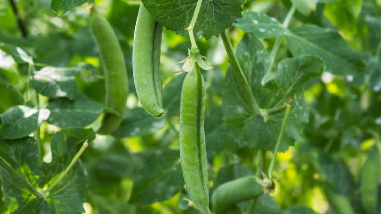 Green pea pods hanging from a vine, surrounded by lush green leaves, bathed in sunlight, indicating healthy plant growth, ready for harvest