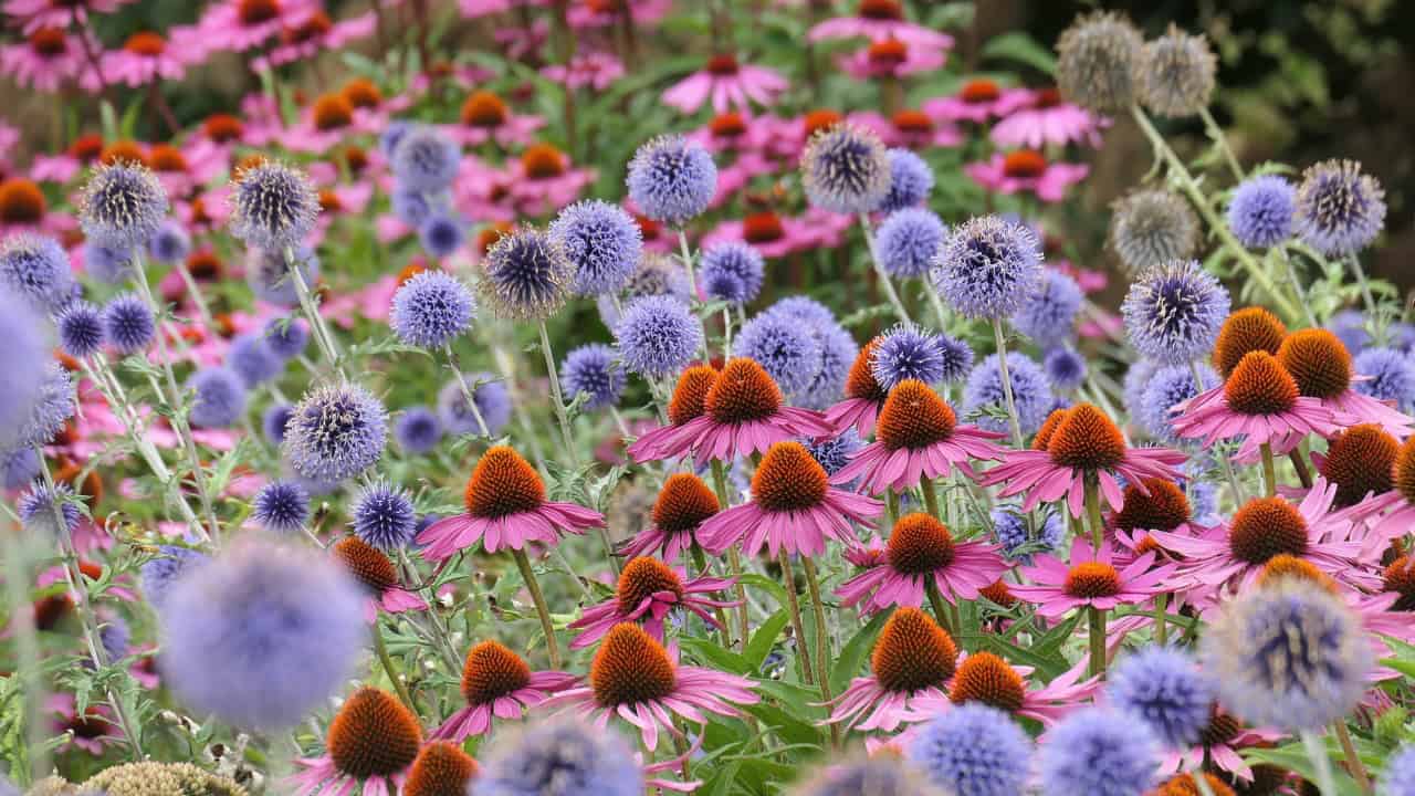 A field of perennial flowers, featuring vibrant purple globe thistles and pink coneflowers, dense floral arrangement, lush green background, blooming in full sunlight, natural garden setting