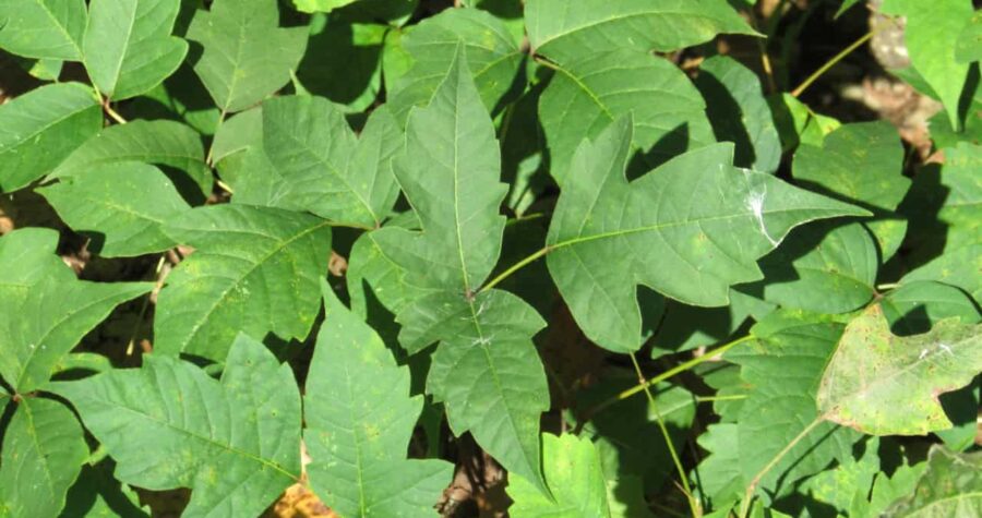 Dense Poison Ivy (Toxicodendron radicans) at LaSalle Fish and Wildlife Area, Newton County, Indiana.