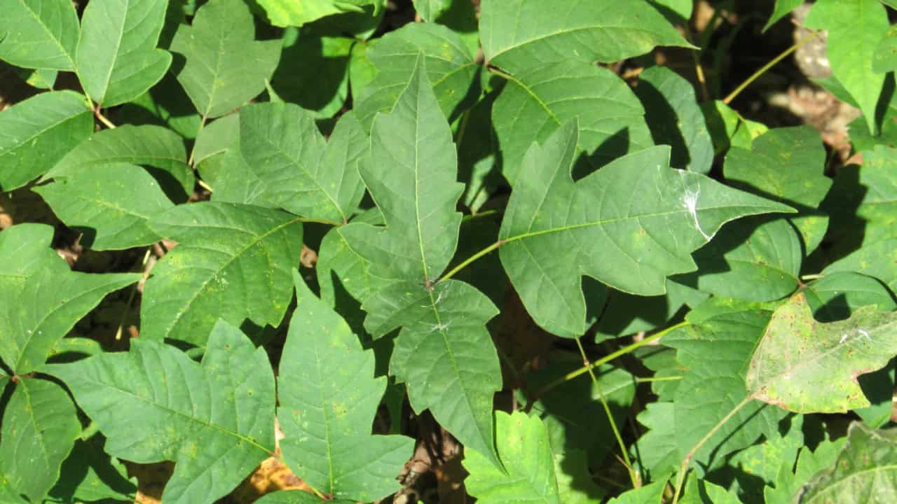 Dense Poison Ivy (Toxicodendron radicans) at LaSalle Fish and Wildlife Area, Newton County, Indiana.