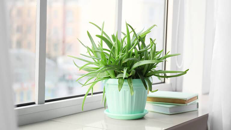Pot with green aloe vera houseplant and books on window sill