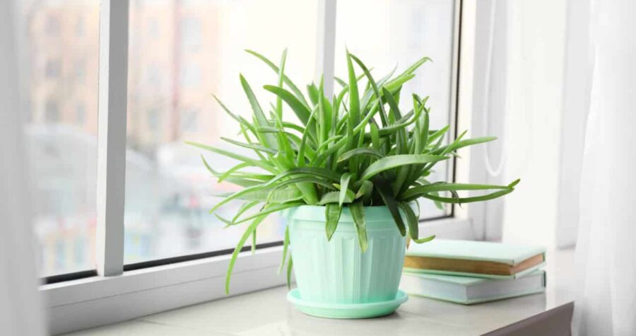 Pot with green aloe vera houseplant and books on window sill