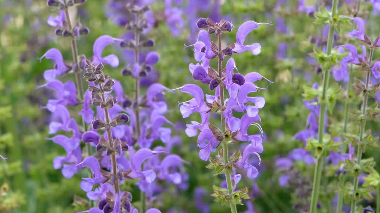 Purple salvia flowers, delicate petals, tall stems, clustered blooms, green background, outdoor garden, natural setting, soft lighting, floral details, blurred backdrop