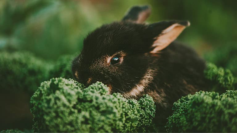 10 Effective Ways to Keep Your Veggie Garden Safe from Rabbits
