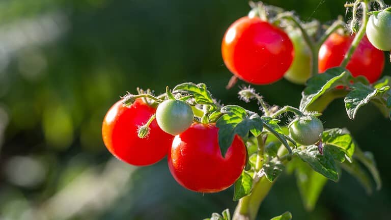 Stock Photo ID: 2050641779. Small tomatoes hanging on a branch on a summer sunny day macro photography. Ripe red tomatoes close-up photography in summertime.