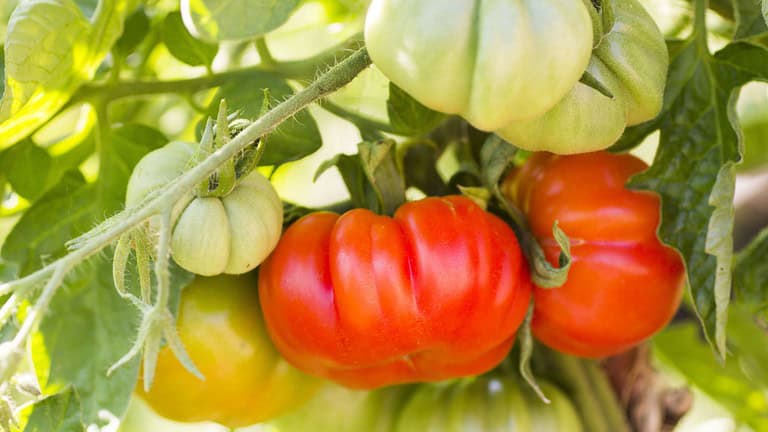 Red beefsteak tomatoes growing in the sunshine