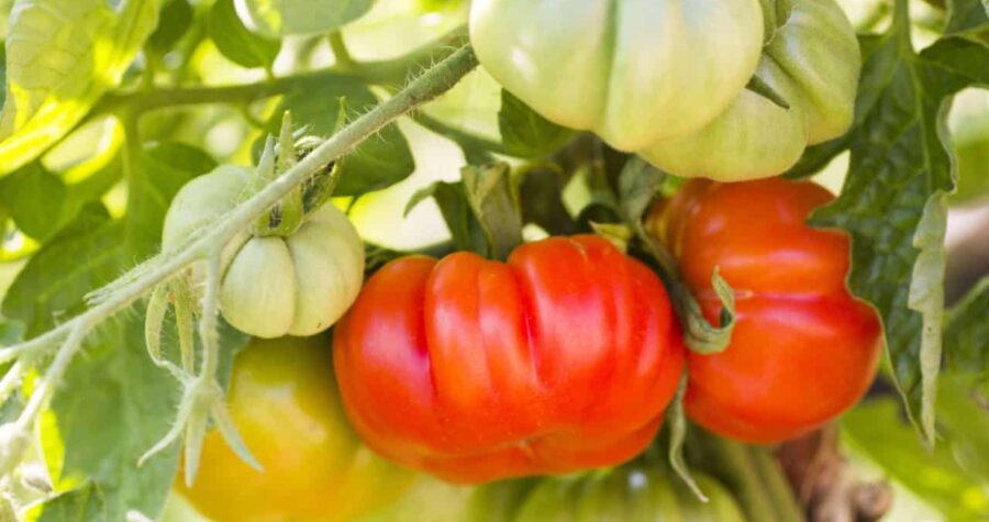 Red beefsteak tomatoes growing in the sunshine