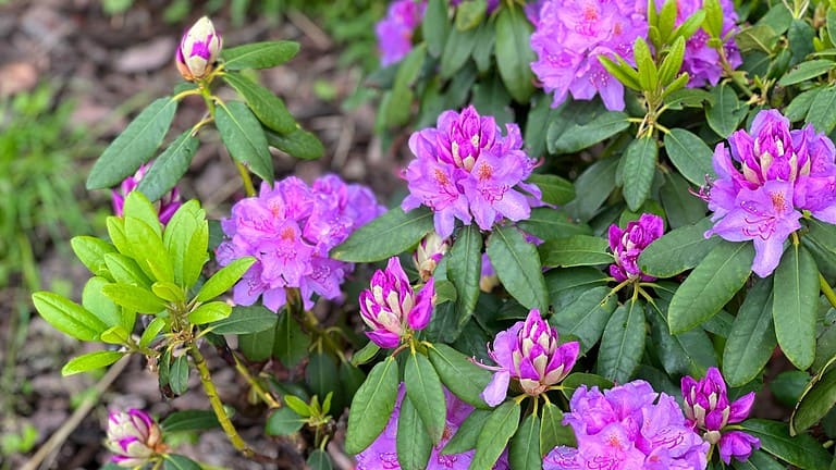 Purple rhododendron flowers in full bloom, green leaves surrounding the blossoms, outdoor garden setting, vibrant and fresh appearance