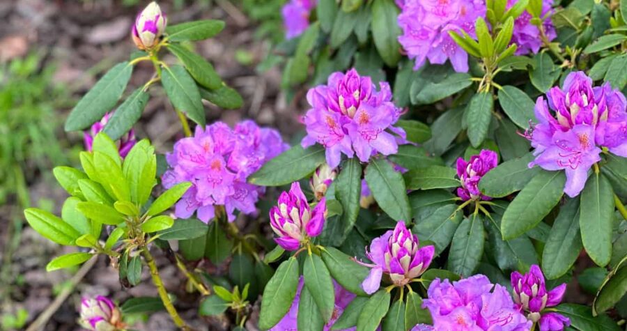 Purple rhododendron flowers in full bloom, green leaves surrounding the blossoms, outdoor garden setting, vibrant and fresh appearance