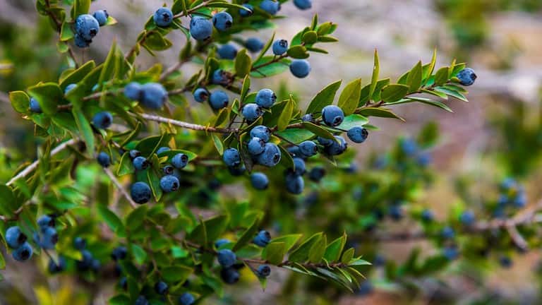 Ripe blueberries growing naturally in the Mediterranean Taurus Mountains