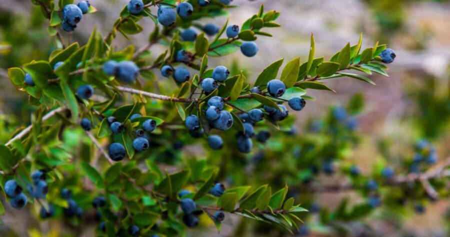 Ripe blueberries growing naturally in the Mediterranean Taurus Mountains