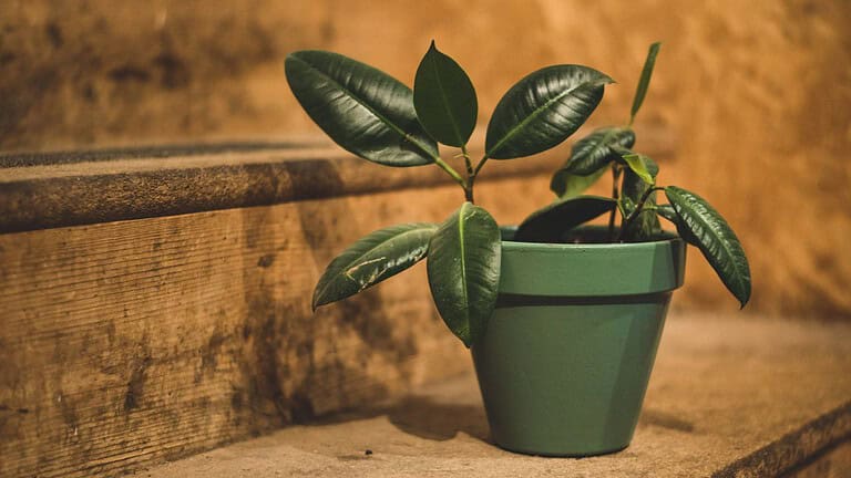 A rubber tree plant with glossy, dark green leaves, potted in a green plastic pot, placed on a wooden surface with a rustic background