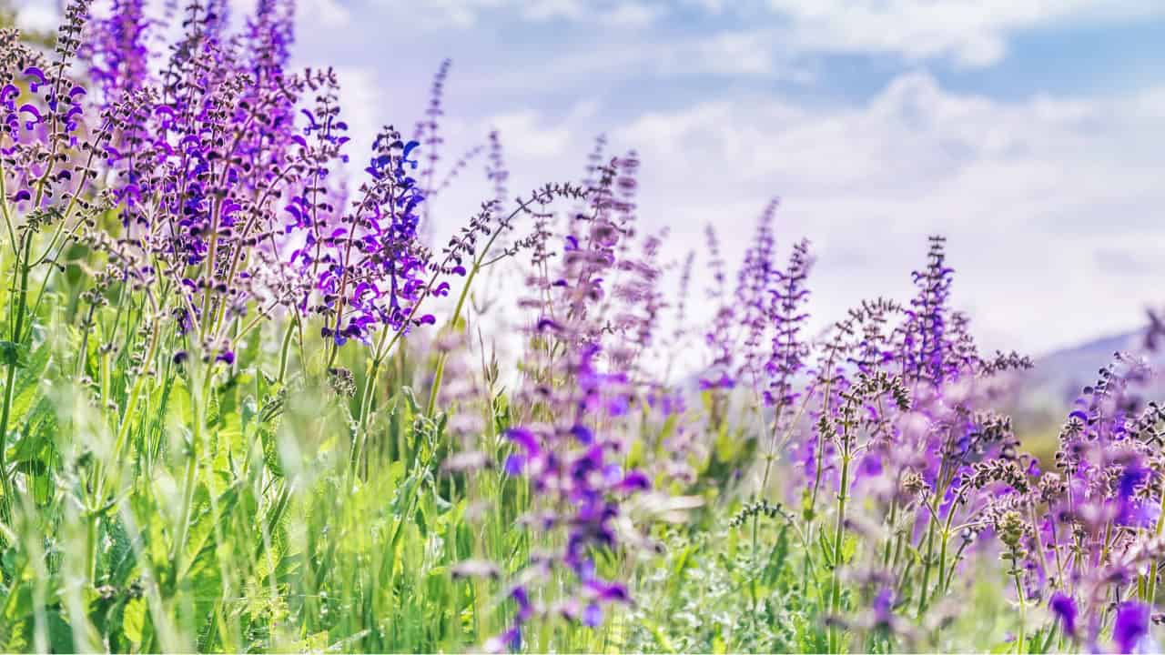 Purple sage flowers in full bloom, green stems and leaves, bright blue sky with white clouds, natural meadow setting, soft sunlight enhancing colors