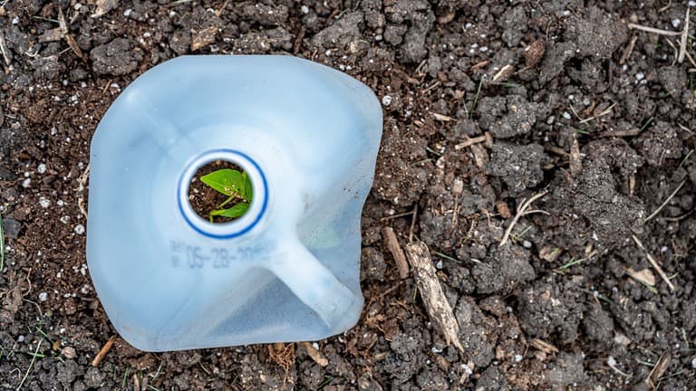 Selective focus on garden plant leaf inside a Plastic milk jug cut in half to cover to protect from pests