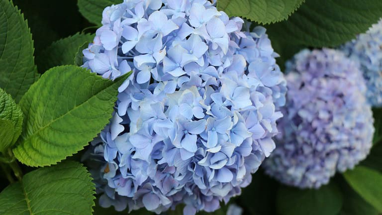Blue beautiful hydrangea flowers spring summer , Stock Photo ID: 2442094587