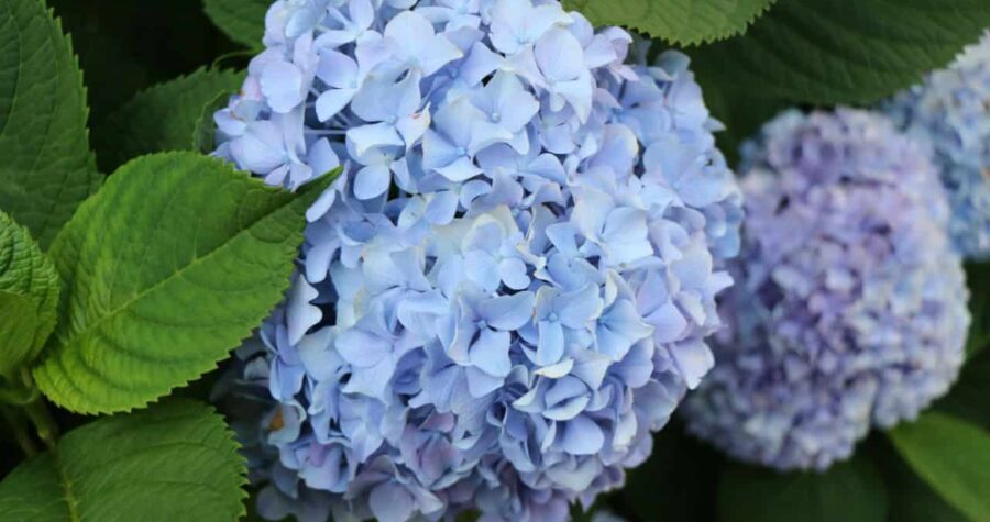 Blue beautiful hydrangea flowers spring summer , Stock Photo ID: 2442094587