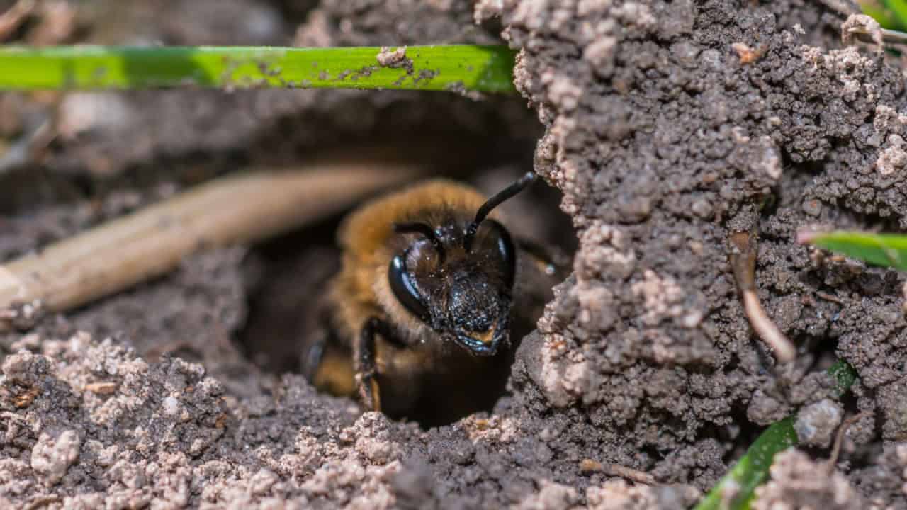 Single female mining bee in her hole on the ground