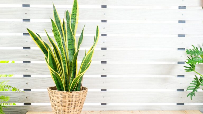 Snake plant in a woven basket, green leaves with yellow edges, placed against a white striped background, modern indoor decor, low-maintenance houseplant